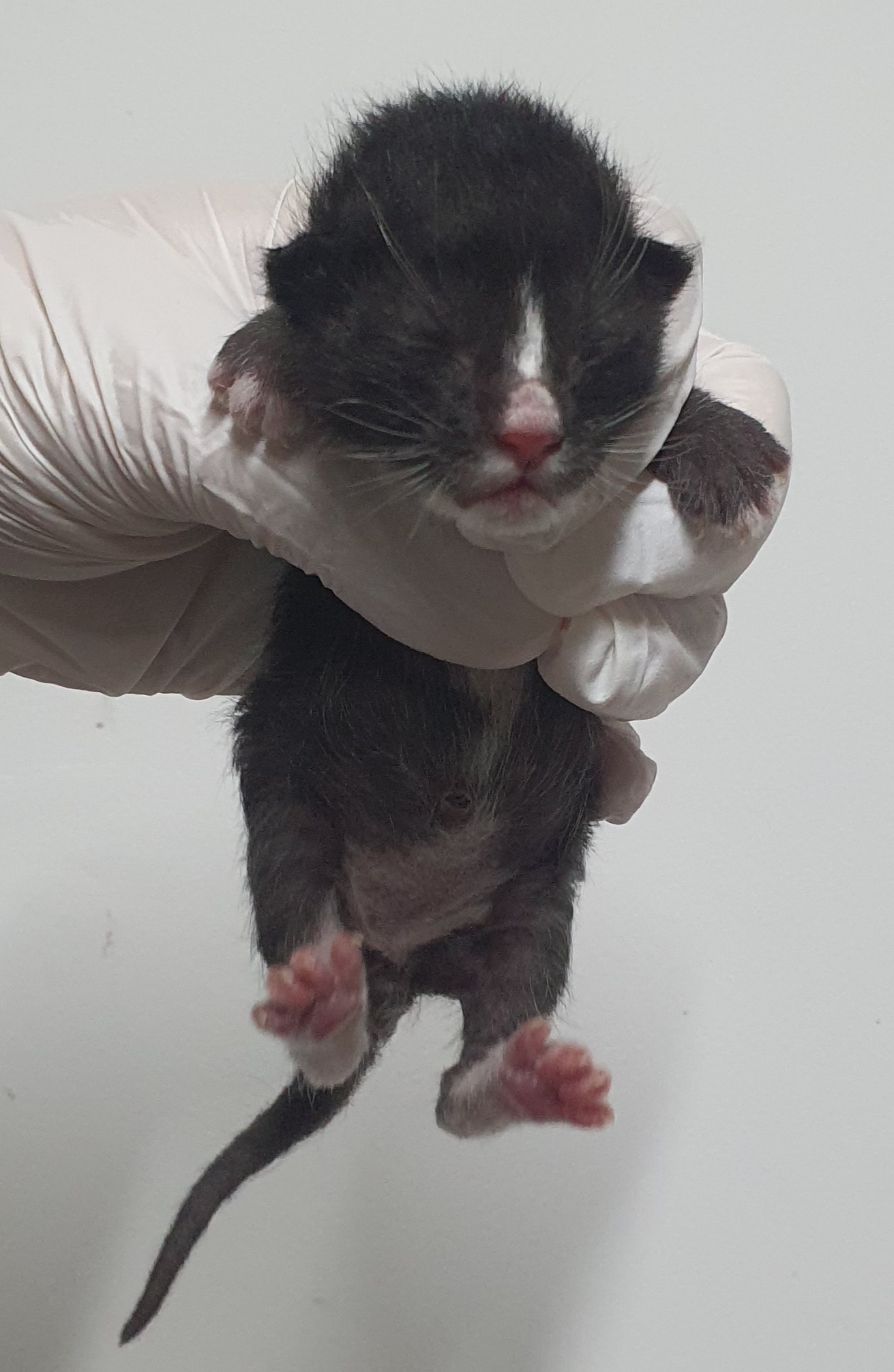 [고양이] 한국 고양이 인천-남동-2025-00163 유기동물 배경 이미지 입니다.